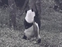 熊猫搞笑动态图片 大熊猫被吓到gif