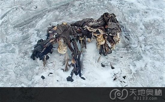 　“一战”中丧生的约80名士兵遗体日前在阿尔卑斯山的溶冰中被发现。