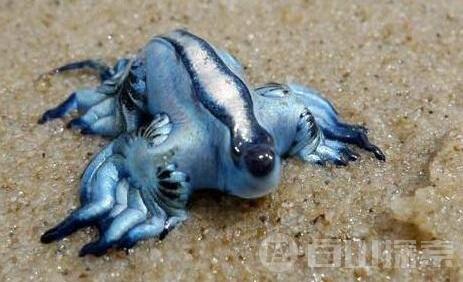 海神海蛞蝓
