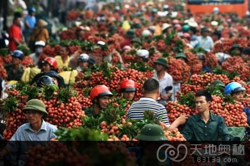 在出口遇到困难的情况下，越南工商部号召越南全民吃荔枝，以帮助农民销售荔枝。（图片来源：越南媒体 摄影：贵团） 