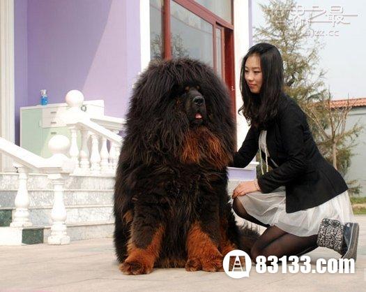 世界上最大的藏獒王比尔