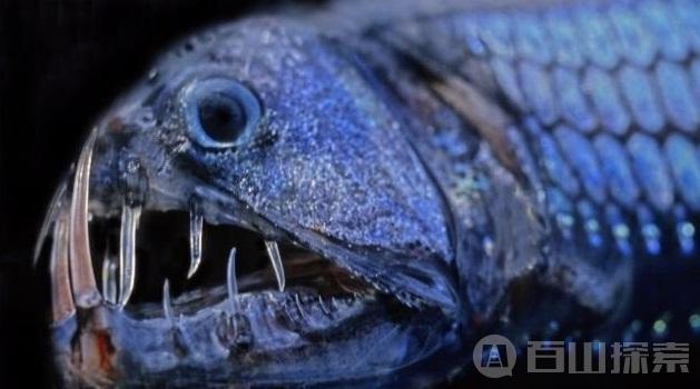 毒蛇鱼是最为奇特的深鱼类之一