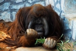 红毛猩猩首次亮相无锡动物园