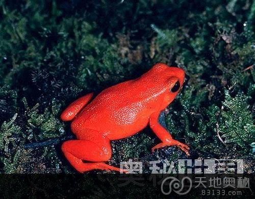红壁蛙