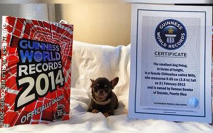 世界记录保持者 世界上最小的狗 