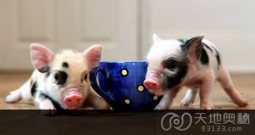 迷你茶杯猪风靡英国