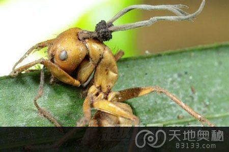 8. 真菌让蚂蚁变成僵尸蚂蚁