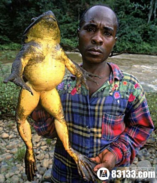 非洲巨蛙