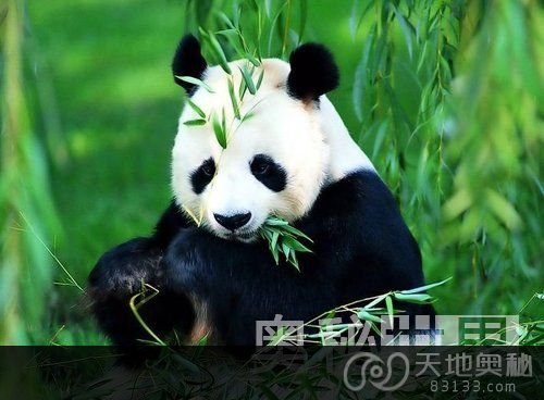 基因组图谱显示大熊猫原是肉食性动物