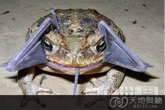 秘鲁雨林发现吞食蝙蝠的甘蔗蟾蜍