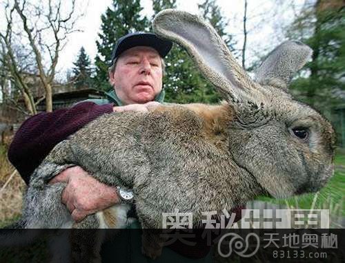 世界最长的兔子