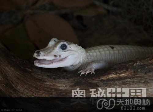 美国沼泽地发现2只罕见白色鳄鱼