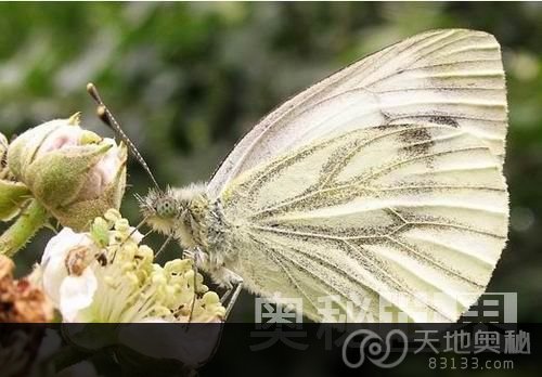 绿纹白蝴蝶射精时还在雌性体内注入奇特物质