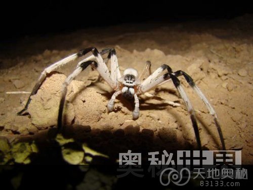 以色列发现世界上最大的蜘蛛品种