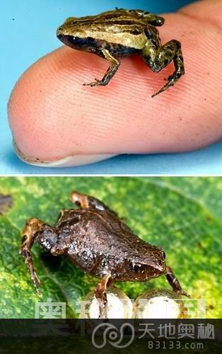 世界上最小的青蛙
