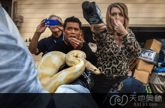 警方和动物保护人员搜查加州圣安娜一名教师房子遭到数百条蛇，记者采访时感到气味难以忍受。（美联社图）