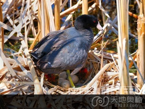 美国黑鸭