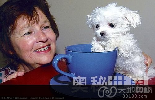 世界上最小的狗跟茶杯差不多大