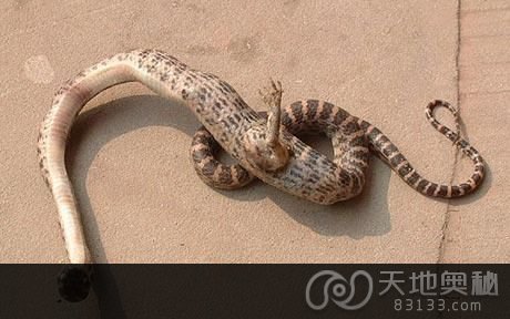 四川发现长着一只脚的怪蛇