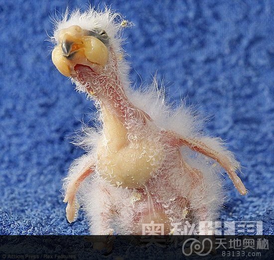 德国动物园一只小鹦鹉因为长相奇丑被父母遗弃