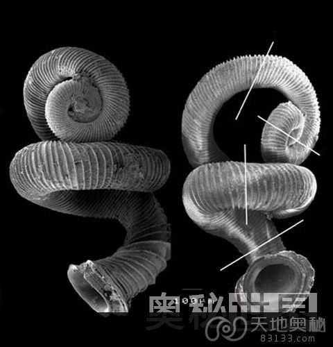 曲壳蜗牛