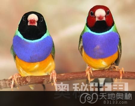研究发现彩虹鸟能自由选择后代性别