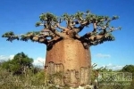 非洲猴面包树：一棵树能