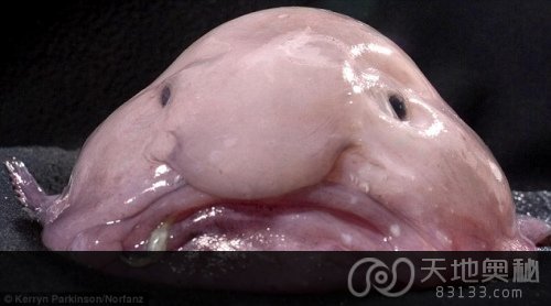 “世界上最丑的动物”水滴鱼即将灭绝