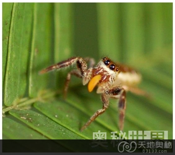 最善良的蜘蛛：素食蜘蛛