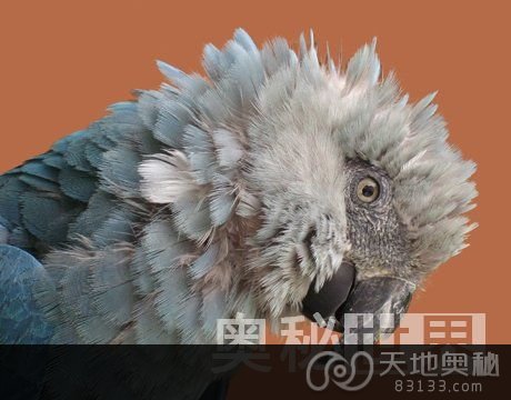 40年来11大灭绝动物：斯皮克斯金刚鹦鹉