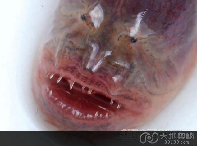 紫色鳗须虾虎鱼