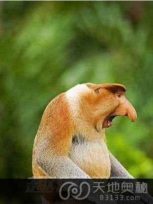 长鼻猴