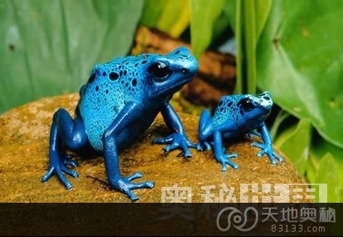 蓝色毒标蛙