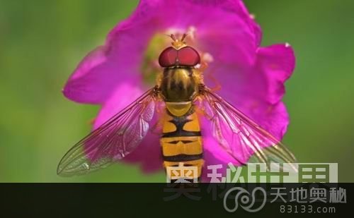 颇似黄蜂的食蚜蝇