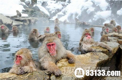 日本长野地狱谷猴子温泉