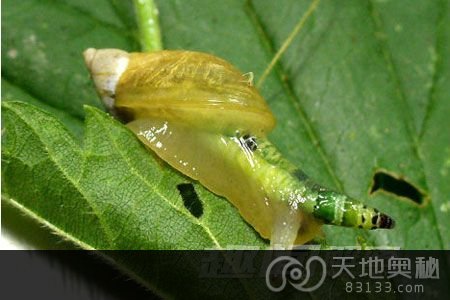 4. 寄生虫控制僵尸蜗牛