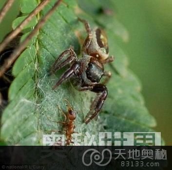 科学家发现世界上第一种素食蜘蛛