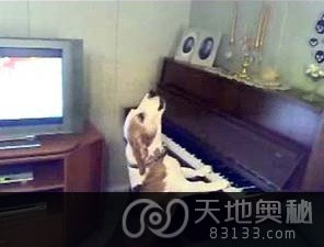 芬兰一宠物狗能弹钢琴自如哼唱