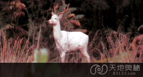 英国森林中发现传说中的神秘白色雄鹿