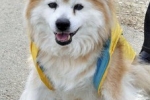 世界最长寿的狗“Pusuke”