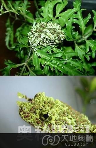 越南苔藓蛙