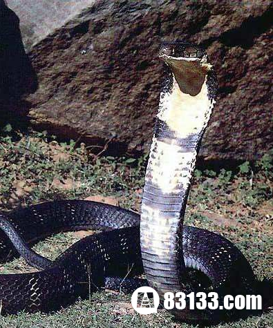 世界上最毒的蛇