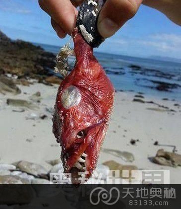 南非海岸发现面目最狰狞的“魔鬼鱼”尸体