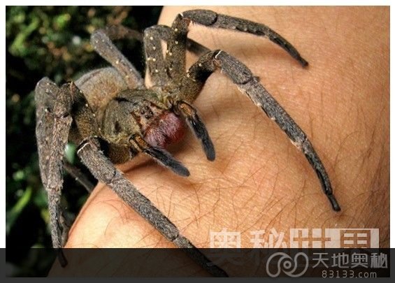 最致命的蜘蛛：巴西漫遊蜘蛛