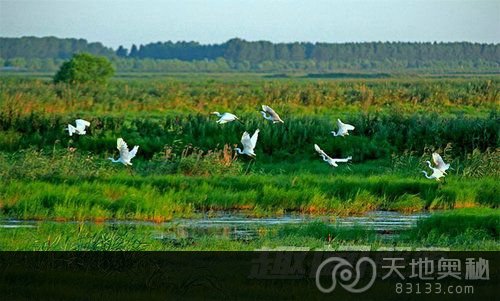 岭千鸟湖湿地