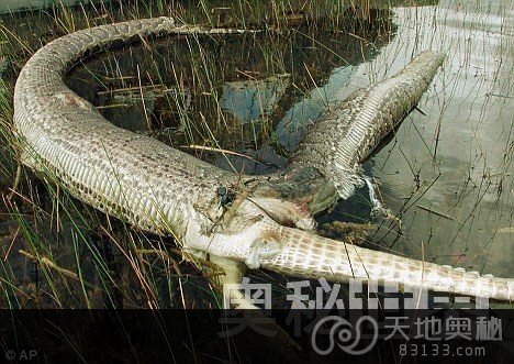 罕见蟒蛇鳄鱼大战，蟒蛇活活被撑死