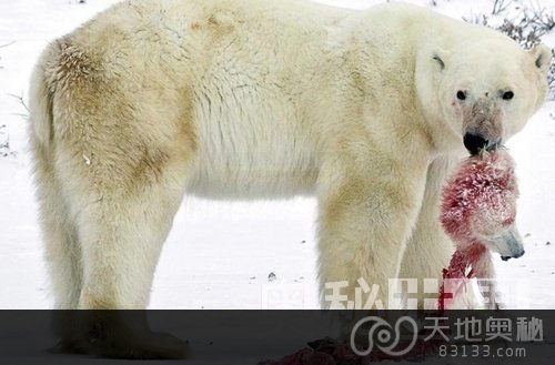 全球变暖导致饥饿的北极熊猎食幼崽