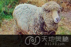 澳大利亚高温热死23岁“世界最老绵羊”
