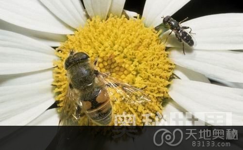 颇似雄蜜蜂的蜂蝇