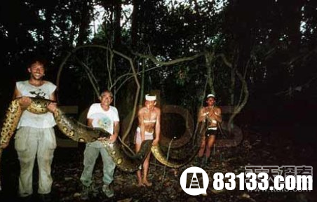印尼捕获世界最大的蛇